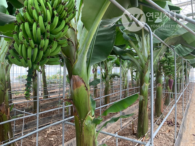 삼척시 - 기후 대응 바나나 첫 수확 [삼척시제공]