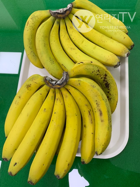 삼척시 - 기후 대응 바나나 첫 수확  [삼척시제공]