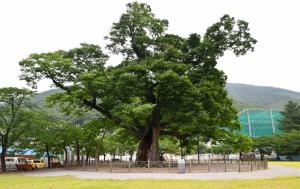 삼척시 - 도계 긴잎느티나무 생생문화재 프로그램 운영
